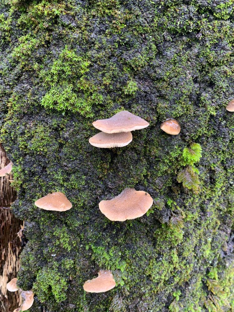 Brown mushrooms attached to a moss covered tree trunk 
