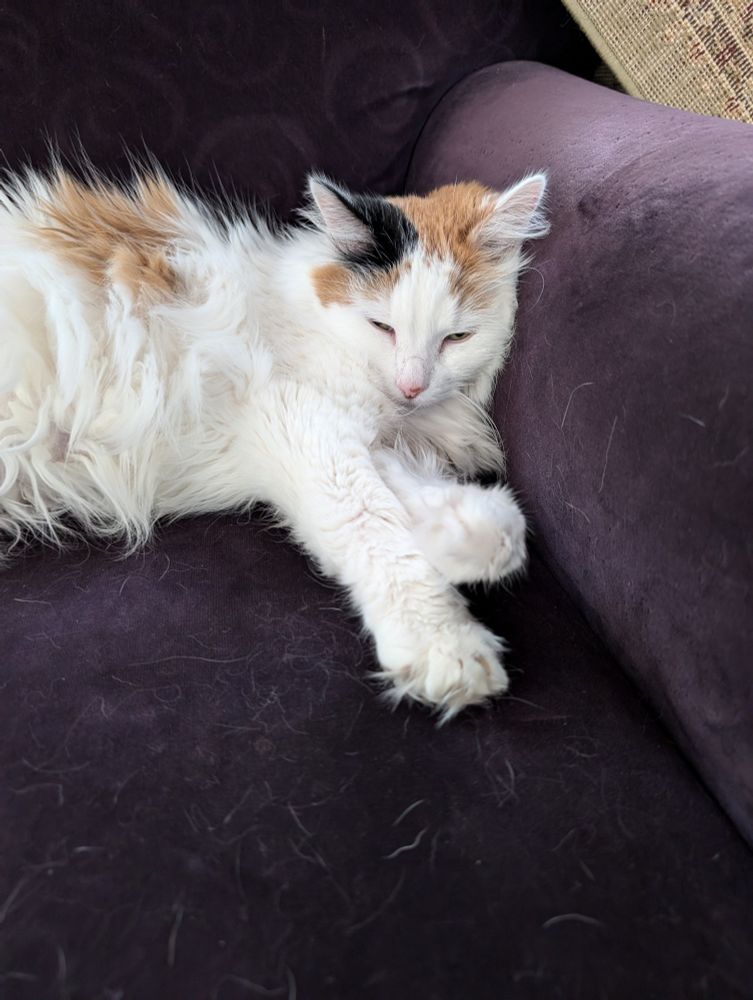 Picture of a long haired calico cat laying on a purple velveteen couch. The cat's front paws are extended.