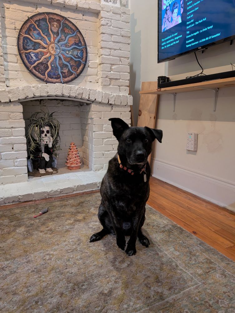 Dark merle mixed breed dog sitting on a rug while staring at the camera. She's hungry and a bit irritated that she hasn't yet been fed.
