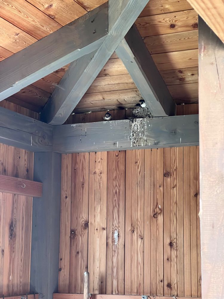 3 junge Schwalben in einem Nest, eins davon sitzt bereits daneben.