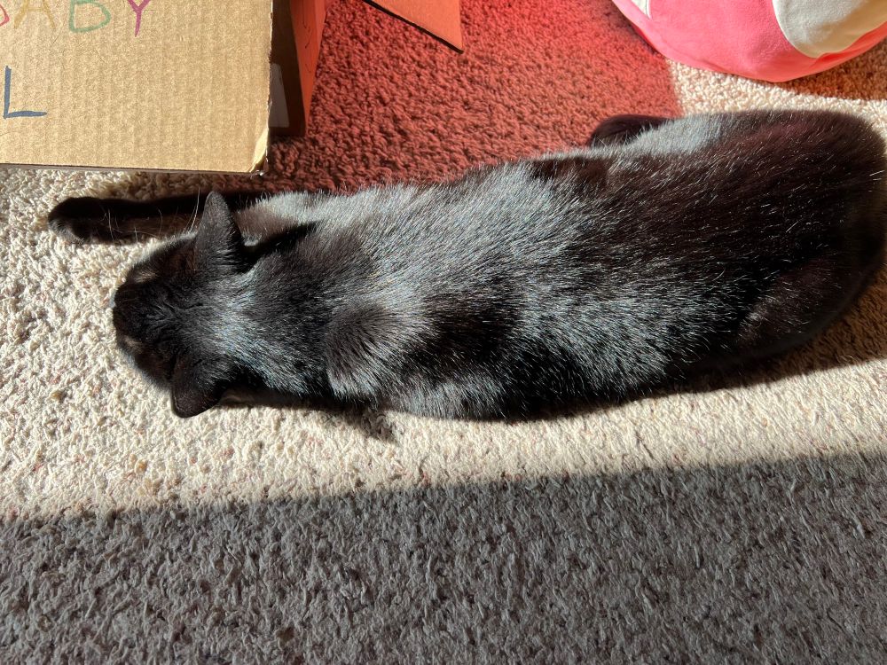 A black cat laying in a sunbeam
