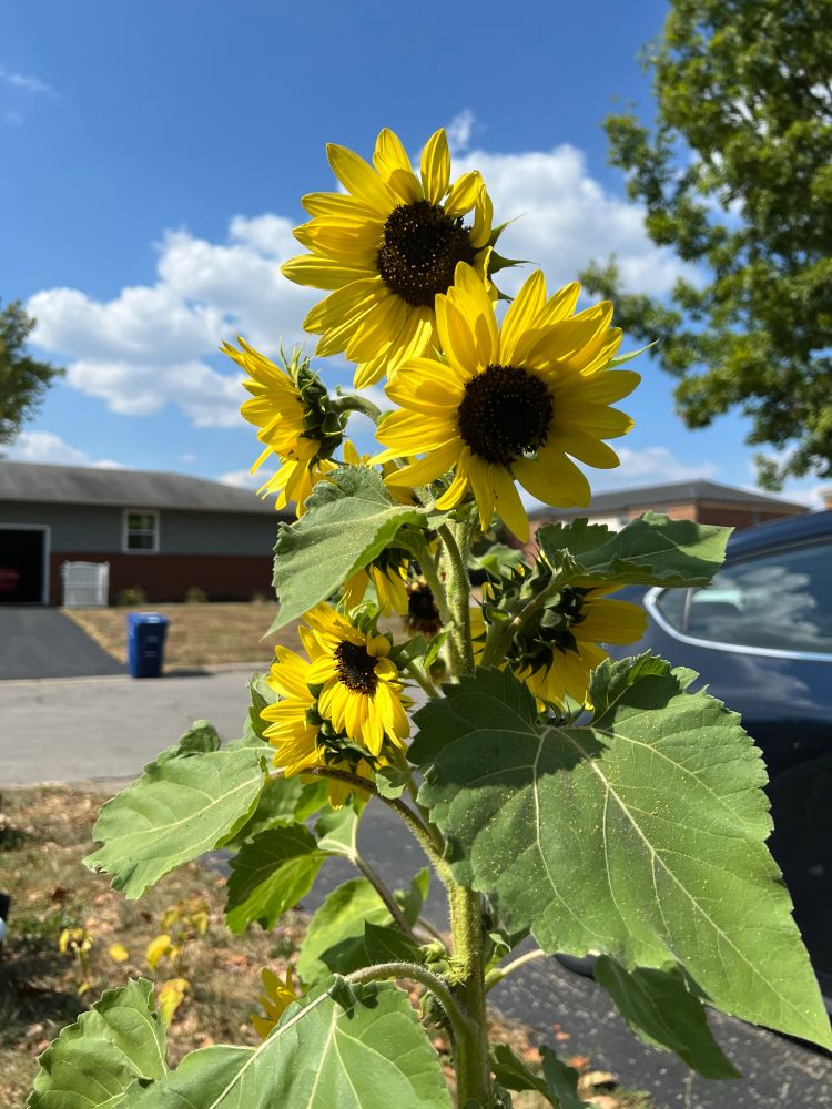 Bright yellow sunflowers against a blue sky backdrop