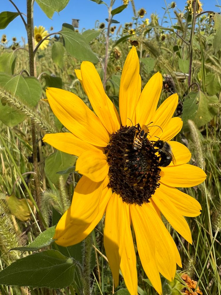 Closeup shot of a yellow sunflower with a bee and some kind of beetle on it.
