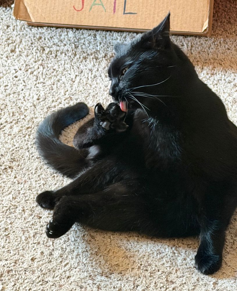 A black laying on the floor with an outstretched leg licking his toes.