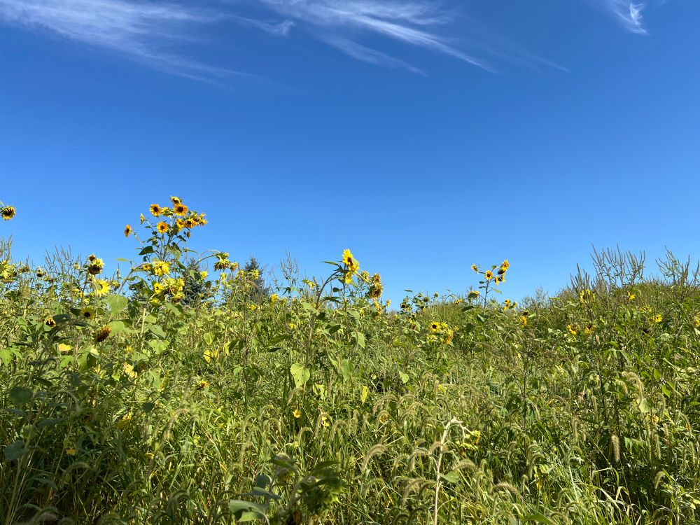 Many tall sunflowers against a blue sky background.