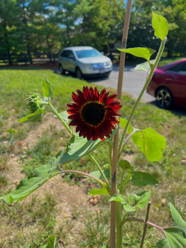 A dark red sunflower on a sunny day