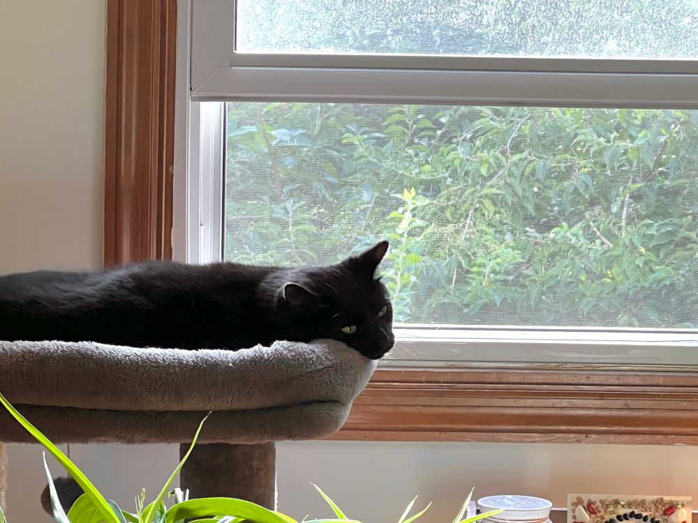 A black cat laying in a cat tree in front of an open window.