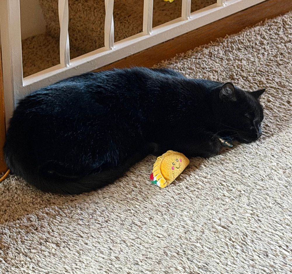 A black cat laying on a carpeted floor next to a taco toy.