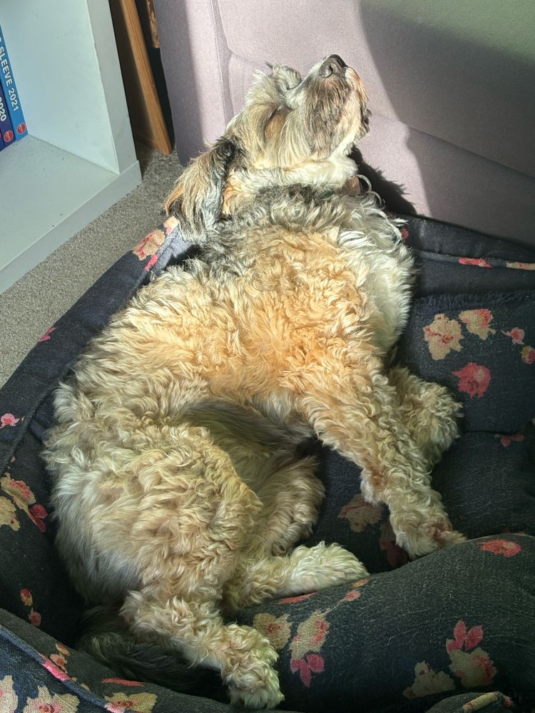 Tibetan terrier sunbathing in a dog bed