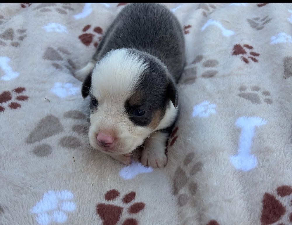 Baby corgi puppy on a blanket