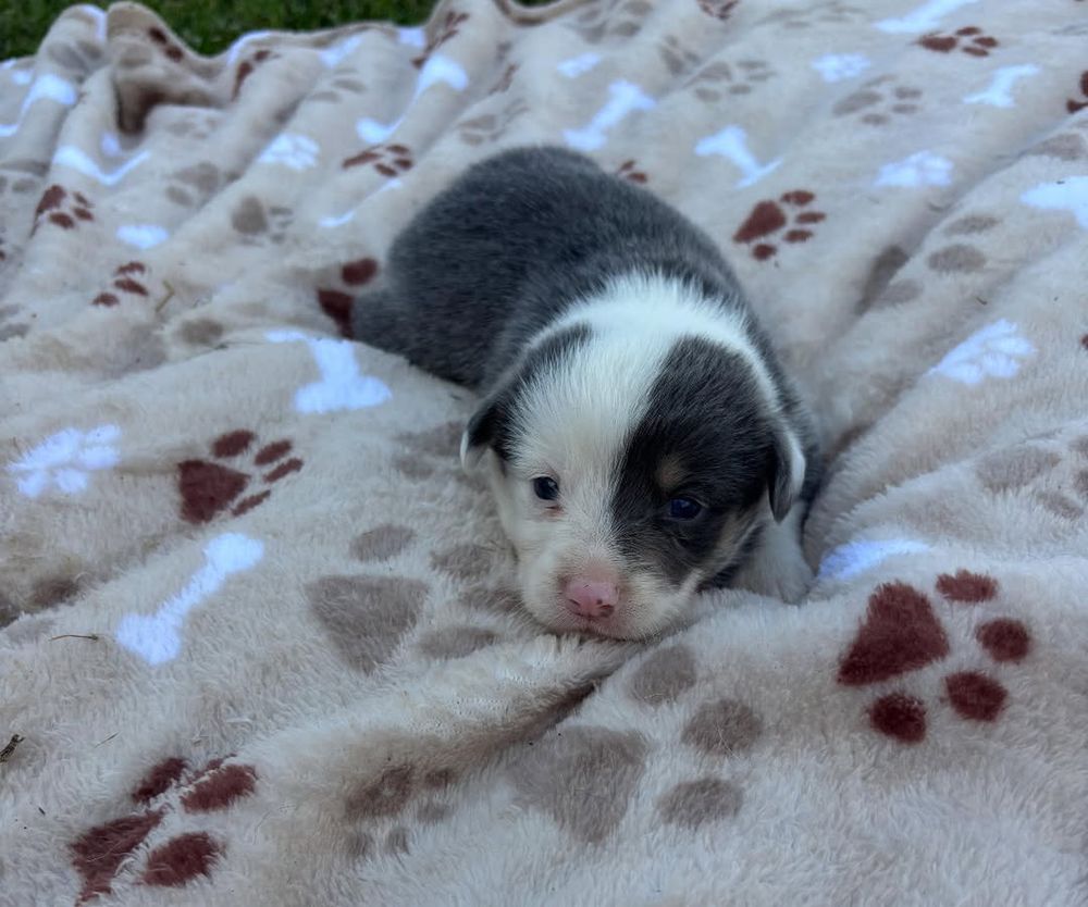Puppy number two on a blanket