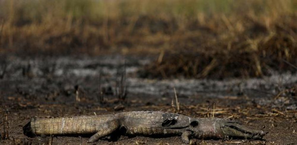 Dino autoriza gastos fora da meta fiscal para combater incêndios