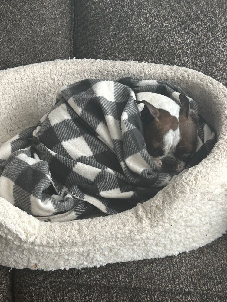 A Boston terrier, curled up in a blanket with a mild look of disgust on her face.”
