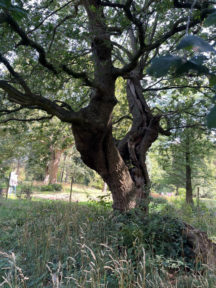 A 300 year old oak