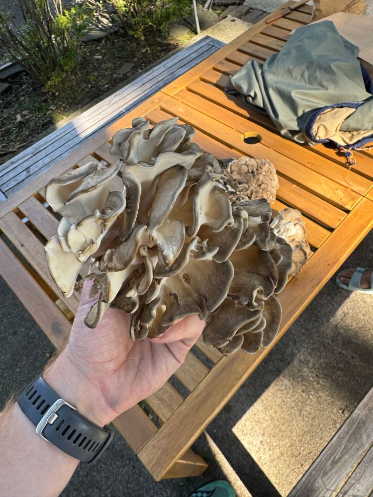Holding a maitake in my hand