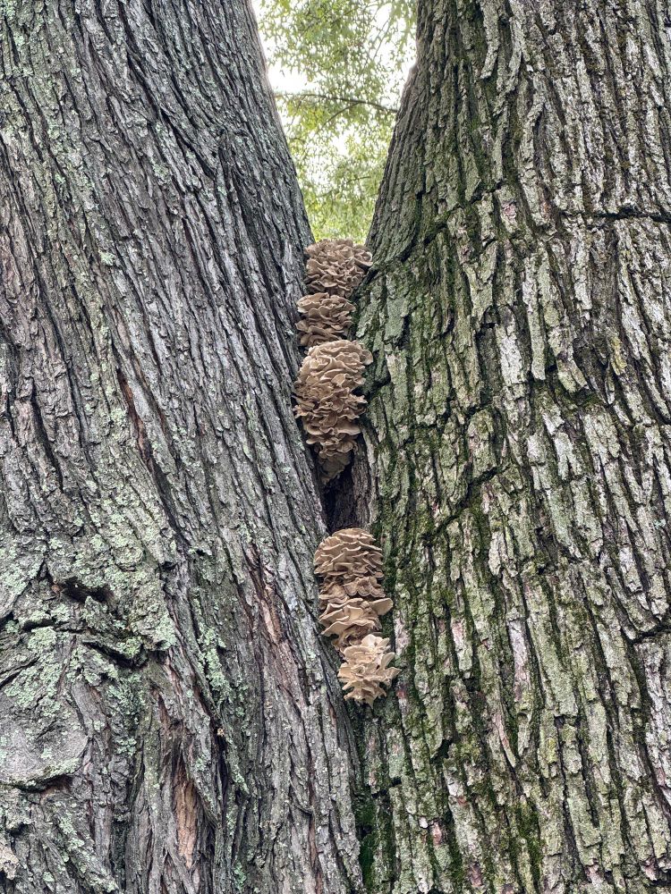 Clusters of maitake mushroom growing on a silver maple tree