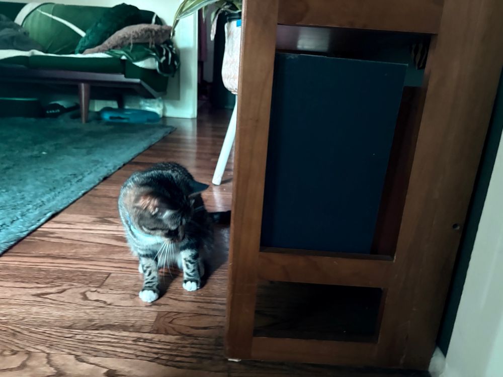 A small tabby watching a poor cricket try to hide under a book shelf