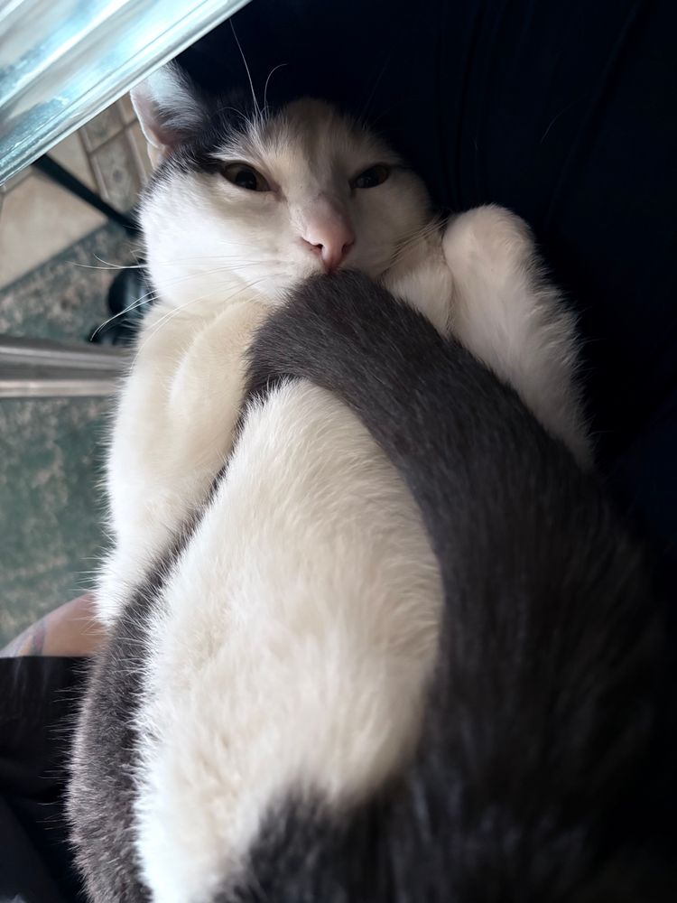 A grey and white cat curled into an… egg pose? All four feet and tail tucked under his chin