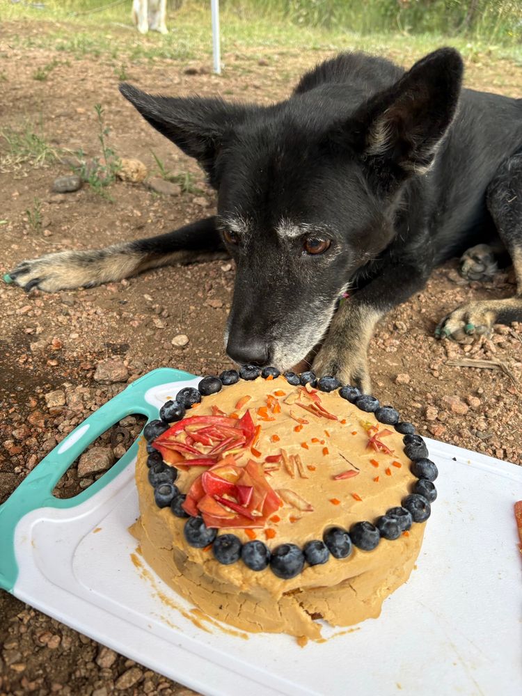 A black shepherd dog and her quinceañera cake 