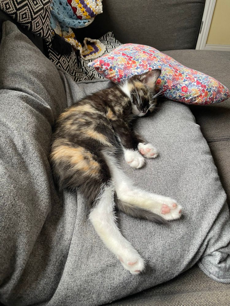 A sleeping kitten