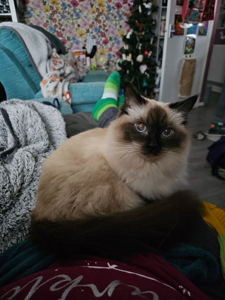 A cat lays on outstretched legs