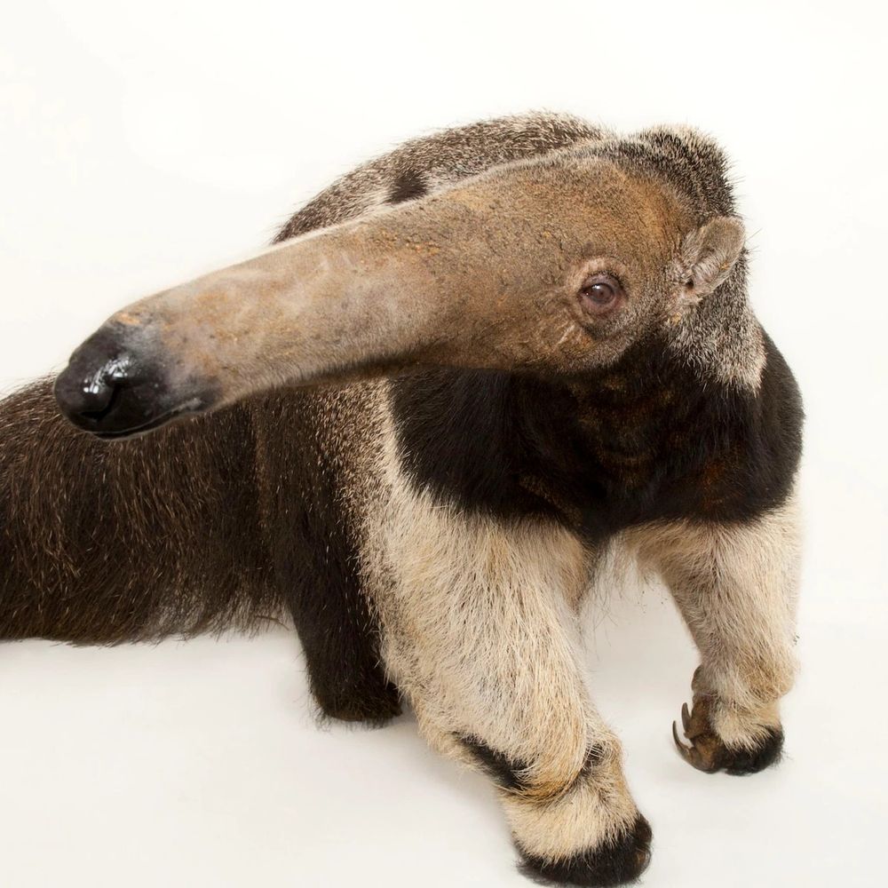 Giant anteater swagboy