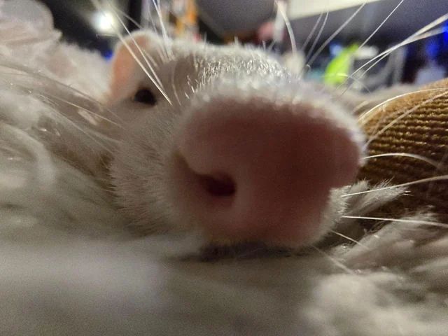 ferret picture from my collection: close up photo of a ferrets nose while it lays down