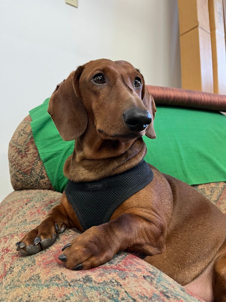 Reilly, a red/brown dachshund sitting with his front paws on the edge of a chair
