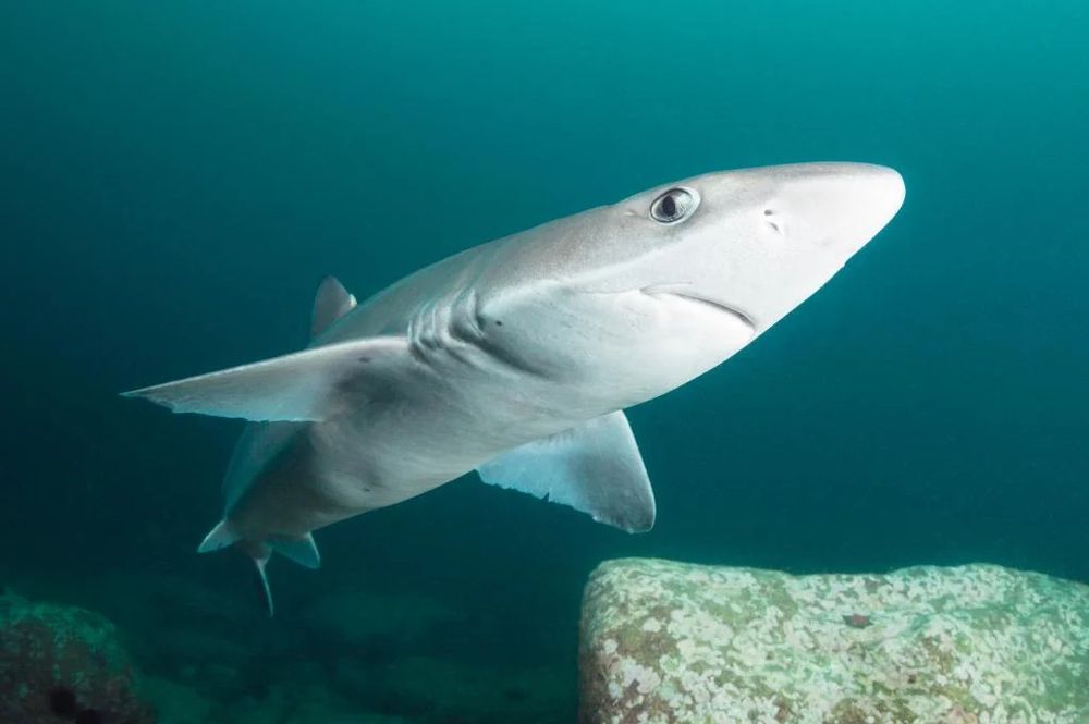 Photo of the dogfish - looks like a small shark