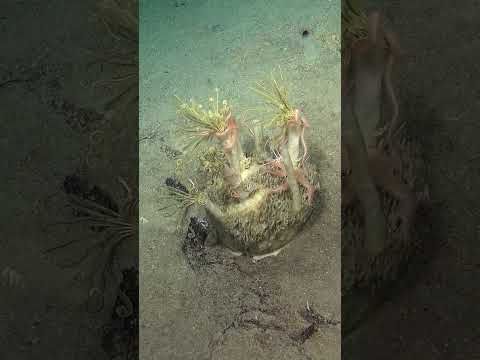 An Unusual Oasis! #glassponge #science #oceanexploration #deepsea