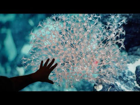 A Vital Ocean Corridor | Unexplored Seamounts of the Salas y Gómez Ridge - Week 1