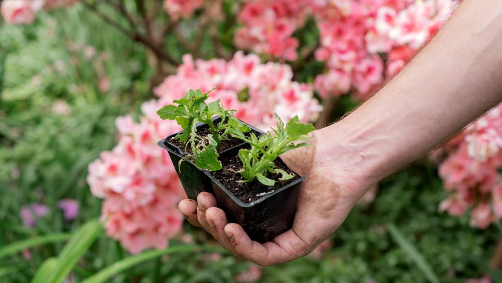 Why Gardening Is So Good for You