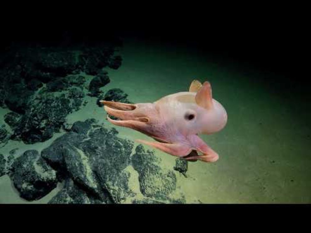 High Seas and Seamounts of the Nazca Ridge | 4K ROV Highlights