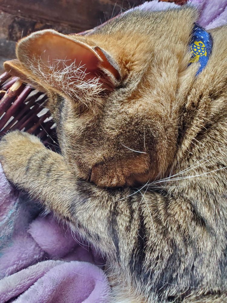 a tan and black tabby sleeping with her nose buried under one paw.
