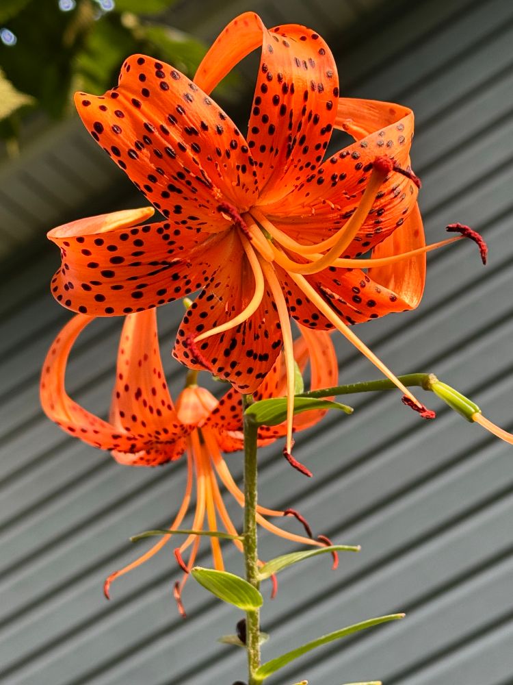 Image of two orange Tiger Lilly’s in bloom