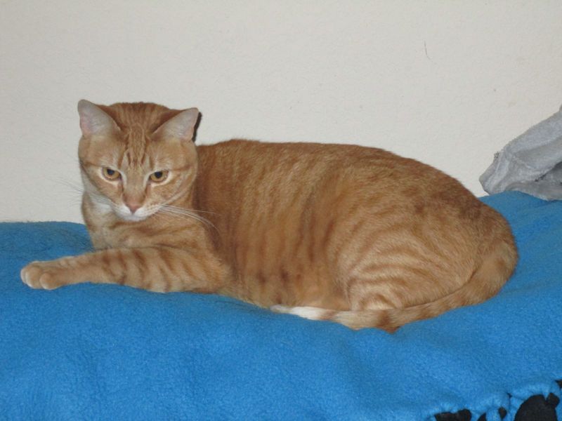 A ginger cat is sitting on her blue blanket, a regal/disdainful look on her face as she surveys her empire.