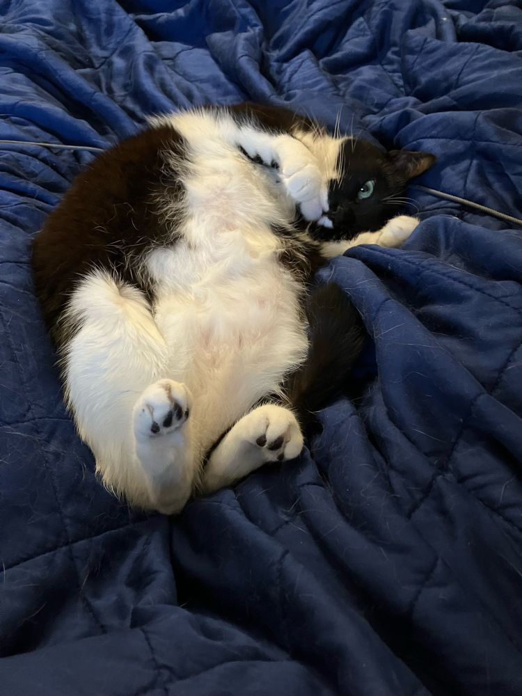 A tuxedo cat lies on her back, head curled to the side, one paw in front of her face. Her white belly is very soft and there are little black toe beans on her white back paws. 