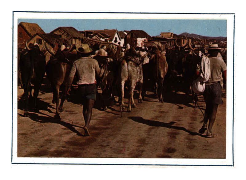 Madagascar - Madagascar - 