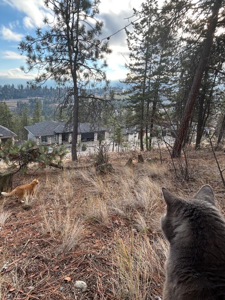 Two cats on a hill looking at the city