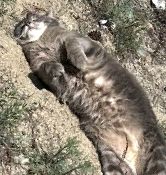 My cat having his dirt bath