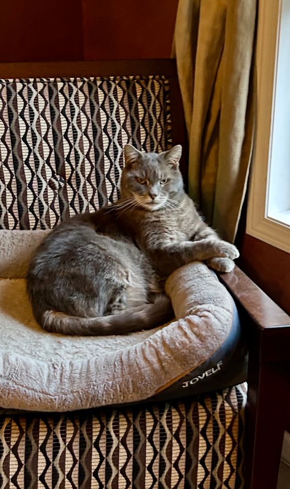 My cat on his throne thinking he is all that. 