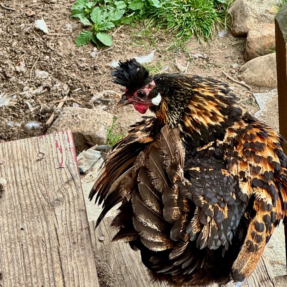 a pretty hen
