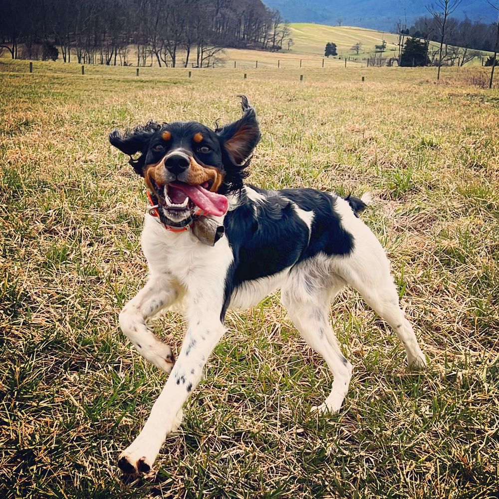 Dog runs happily with its tongue out