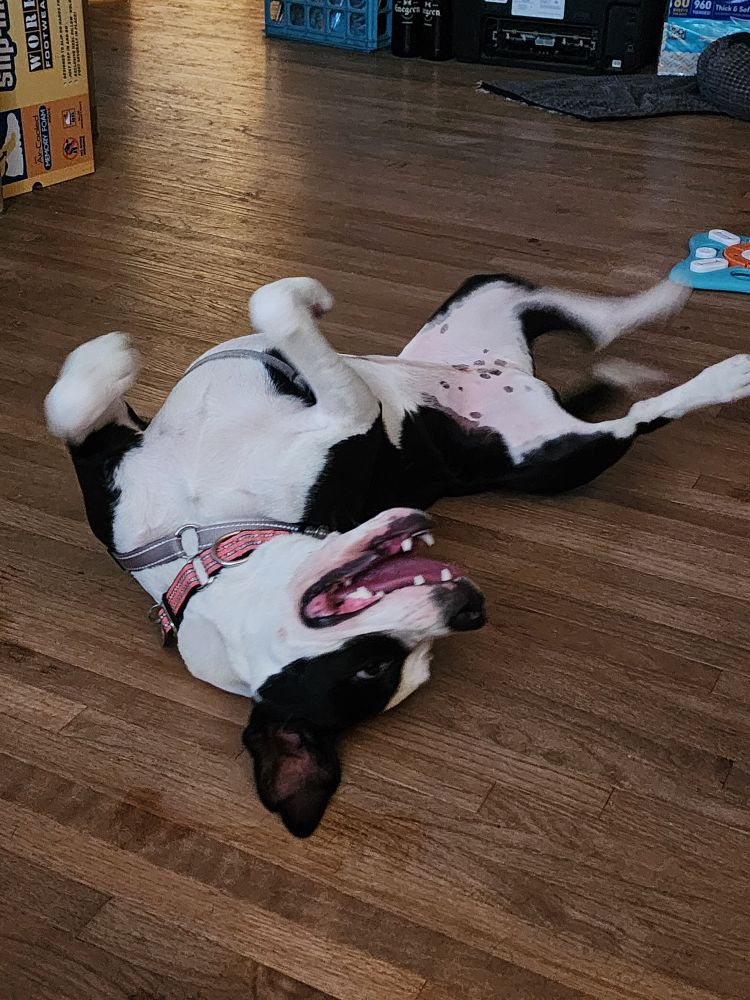 A black and white pitbull puppy rolling around on her back