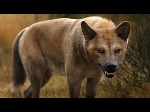 This Isn't A Wolf - Dire Wolf