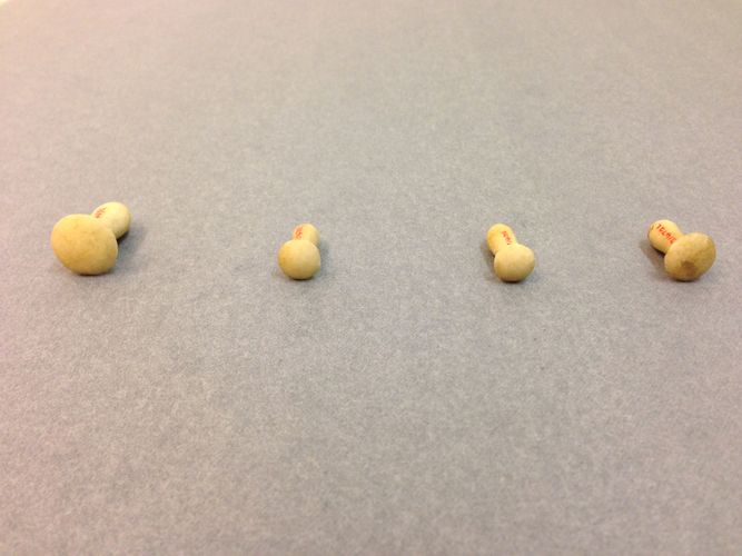 Alabaster ear stud. In shape it is similar to a papyrus column with widely flaring umbel.
Condition: Small chips and some incrustation; otherwise good.