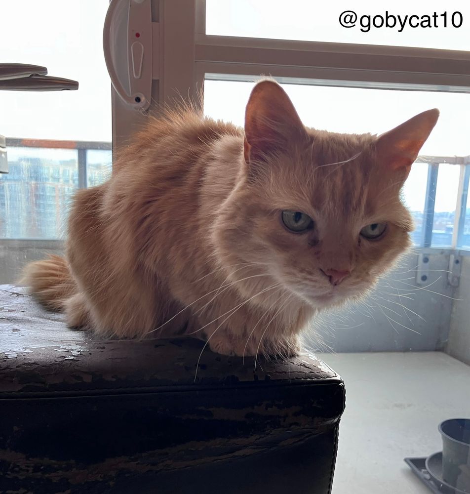 Goby, a fluffy ginger cat, sitting on a counter stool, leaning forward, and staring intently. A window and glass sliding door are in the background, overlooking some buildings.