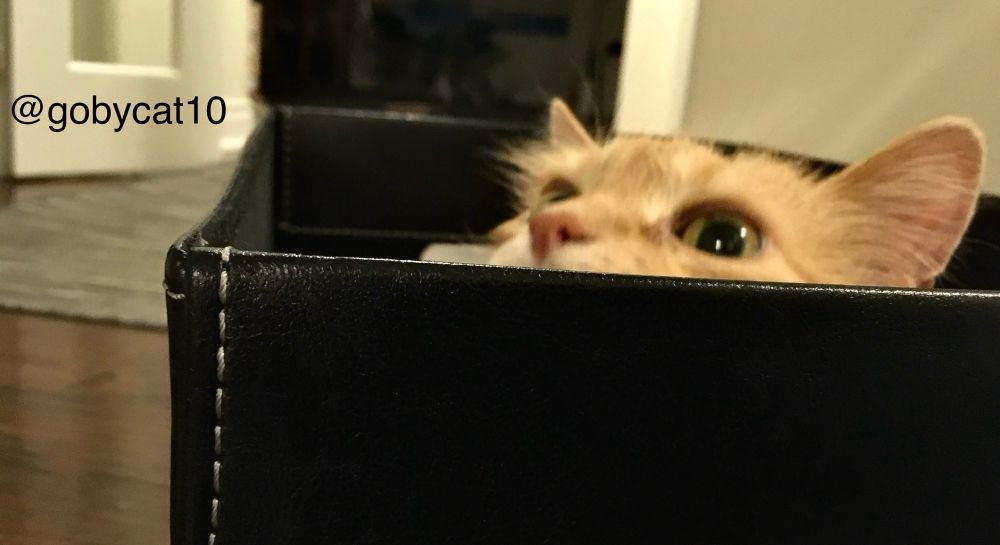 Goby, a fluffy ginger cat, poking his head out of black pleather box. The top of head to his nose is visible. His head is a bit off centre and towards his left. The right of his face a bit blurred. 