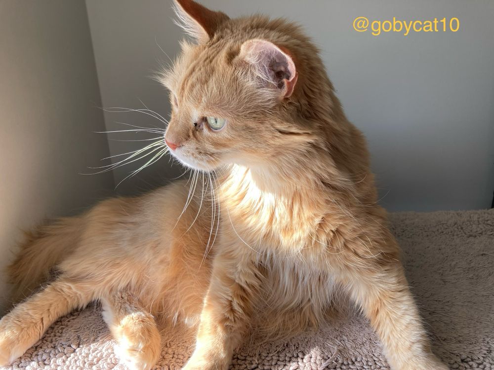Goby, a fluffy ginger cat, sitting in a sun puddle on a beige looped mat. His head and shoulders are raised higher than his torso and hind legs. He is facing sideways. 