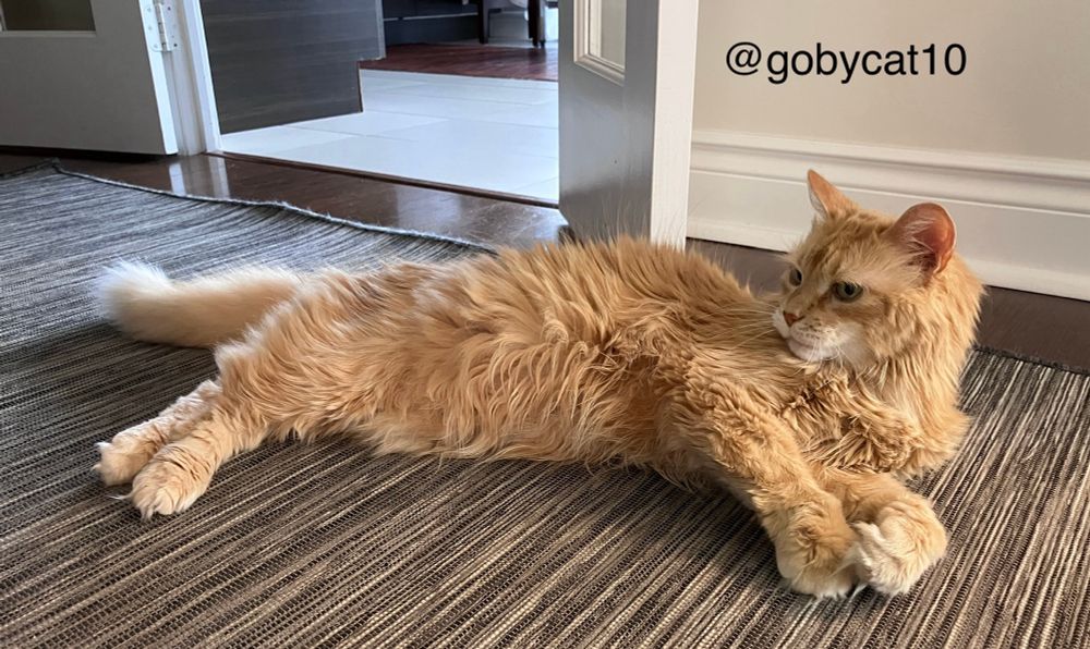 Goby, a fluffy ginger cat, stretched in an arch on a black, white and grey flat woven carpet. His front legs are together, his back legs are together and his tail is behind his body. He is staring at himself in an offscreen mirror. The entrance to the kitchen with white ceramic tiles is seen in the background.